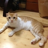 まん丸の愛くるしい甘えん坊☆嵐 サムネイル5