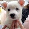 60匹多頭飼育崩からレスキュー☆甘えっ子な真っ白 サムネイル7