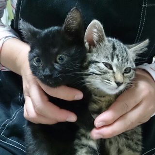 しまぽん　と　くろぽん　メス　２匹です　