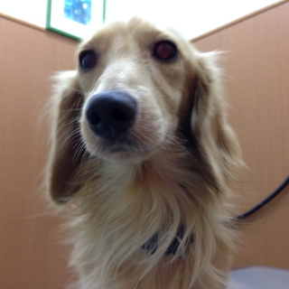 元気で甘えん坊ダックスのウィル