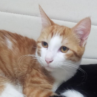 猫ちゃんの新しい飼い主さんを募集探しています。