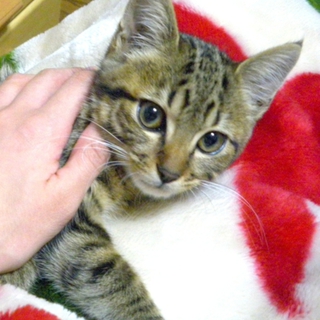 よく遊ぶ子猫です