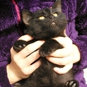 黒ネコちゃんの里親様を探しています。