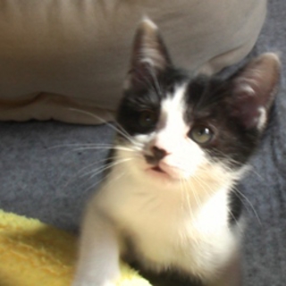 ２ヶ月の白黒仔猫♀