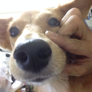 里親募集してます