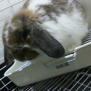 里親さんが決まりました。