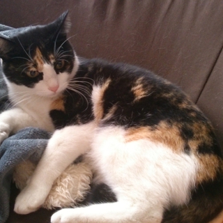 爪を立てないおとなしい猫
