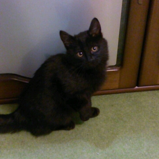 至急！黒猫ちゃんです