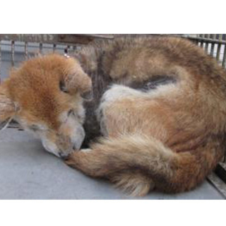 【緊急】愛護センターに収容中 柴犬♂ 老犬