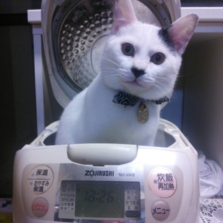 里親募集です！