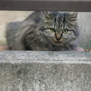 笑顔ねこ☻〜チェーシャー風〜