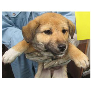 【緊急】愛護センターに収容中 子犬mix♂