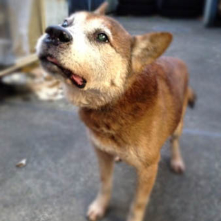 老犬の里親募集