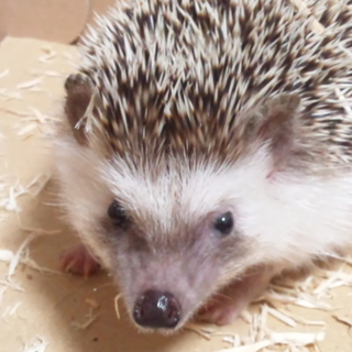 ハリネズミの里親募集