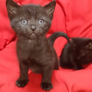 黒キジ子猫・２ヶ月