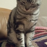 リッキーくん。アメショーの男の子。２歳。 サムネイル3
