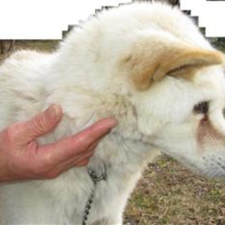 【緊急】愛護センターに収容中 mix♀