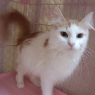 穏やかなメインクーンの女の子（成猫・3歳）