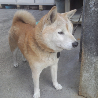 迷子犬保護しています