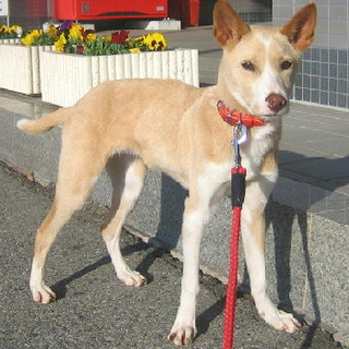 人懐こい幼犬ミルクちゃん良いご縁を頂きました