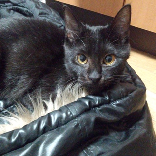 元気いっぱいな黒猫ちゃん！