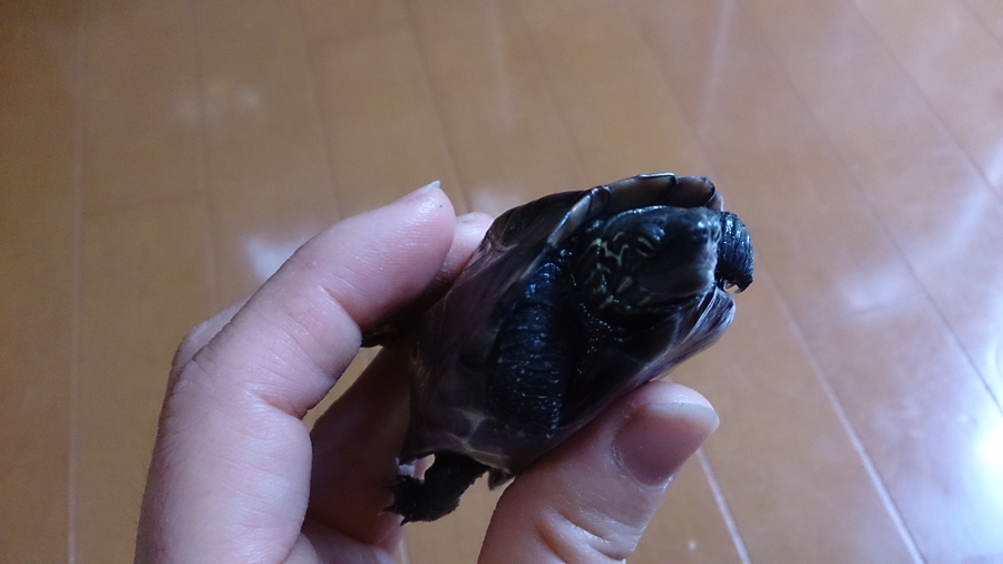 里親様、確定しました。ありがとうございました。 サムネイル3