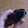 里親様、確定しました。ありがとうございました。 サムネイル3