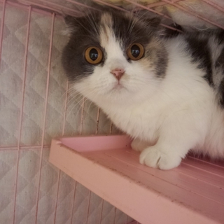 スコティッシュ☆ありがとうございました♪