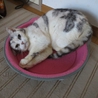 スコの混ざったぱるぱる♪ サムネイル2