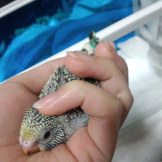 セキセイインコの雛里親募集