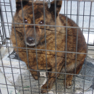 甲斐犬　メス　里親さん募集