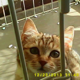 子猫　2ヶ月　♀