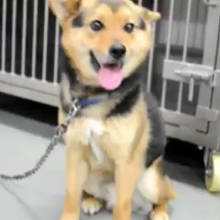 保健所で里親決定。人懐こい柴犬雑種♂