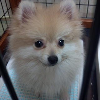 かわいくてとっても元気な子犬です！