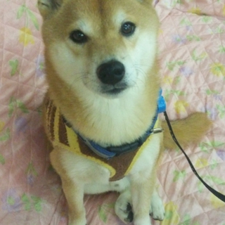 最後まで可愛がって下さる方を探しています。