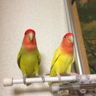 コザクラインコ　♂♀　里親決まりました。