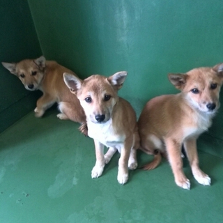 仔犬オスメス両方います！生後3か月半。