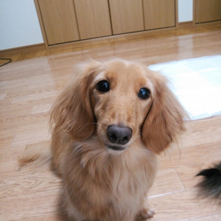 大切に育ててくれる方募集してます。
