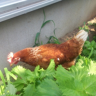 鶏ボリスブラウン　メス　２羽　卵産みます