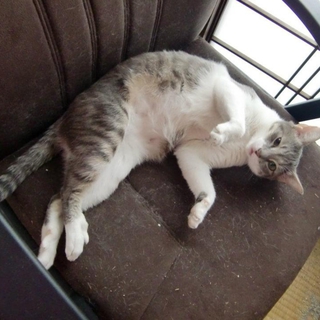 スキちゃんです！