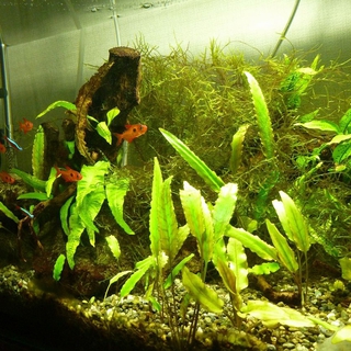 熱帯魚の里親募集