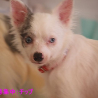 【チップ】人懐っこい子です。