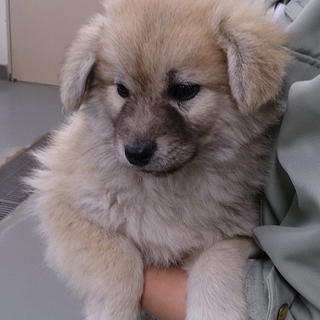 ☆もこもこ　秋田犬雑種子犬　里親募集中☆