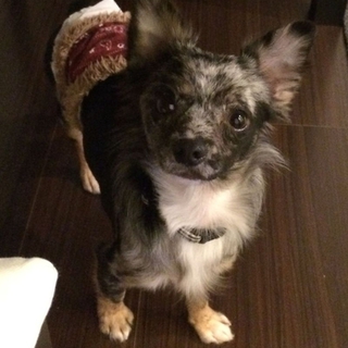 【ポポ】家庭犬としてトレーニングを頑張っています。