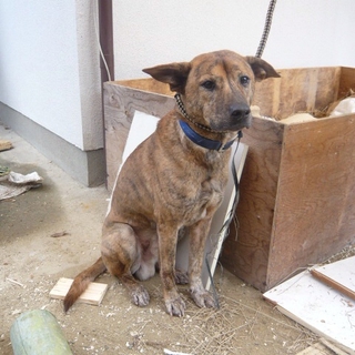 緊急 熊本県有明保健所 熊本県 犬の里親募集 278 ペットのおうち 月間利用者150万人