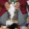 名古屋から毛足の長いオス猫の里親さん募集 サムネイル3