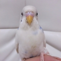セキセイインコの雛の里親の募集