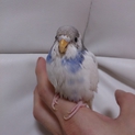 セキセイインコの雛の里親の募集