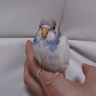 セキセイインコの雛の里親の募集