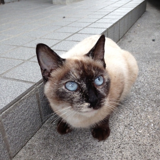 外で凍えています！温かいお家に迎えて下さい。